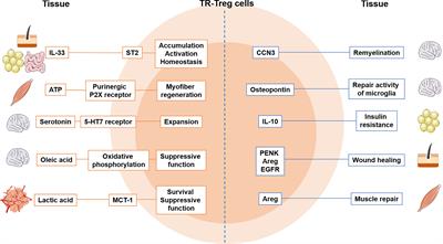 Tissue Resident Foxp3+ Regulatory T Cells: Sentinels and Saboteurs in Health and Disease